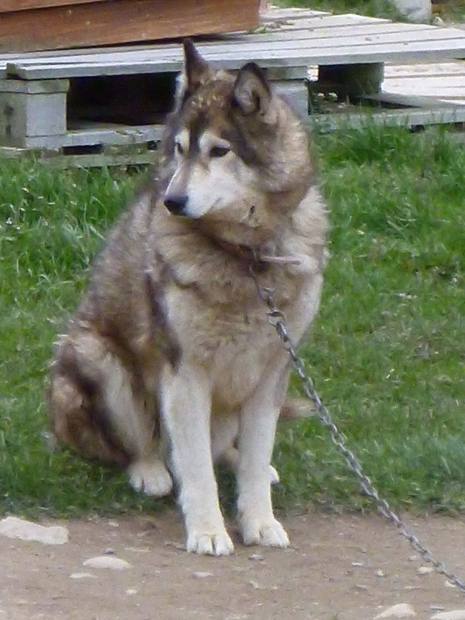 Argentinien - Río Grande - Lobo 