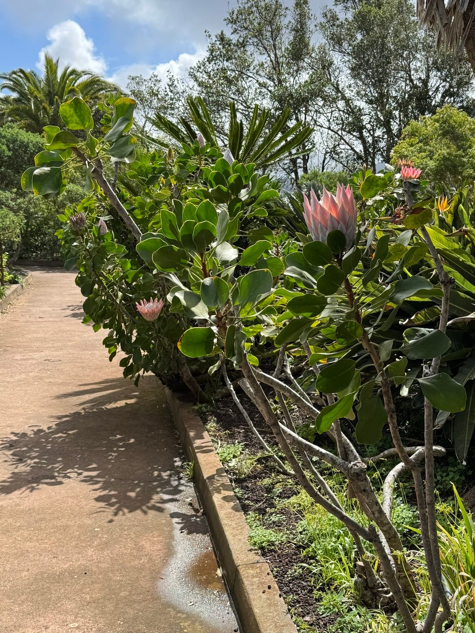 Spanien - San Sebastián de La Gomera - … und als ganzer Busch