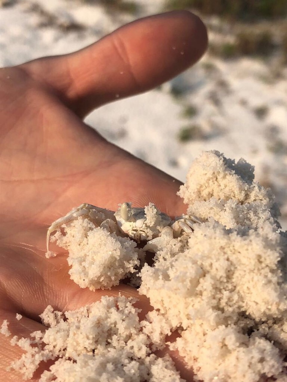 Kambodscha -  - 🦀🦀🦀