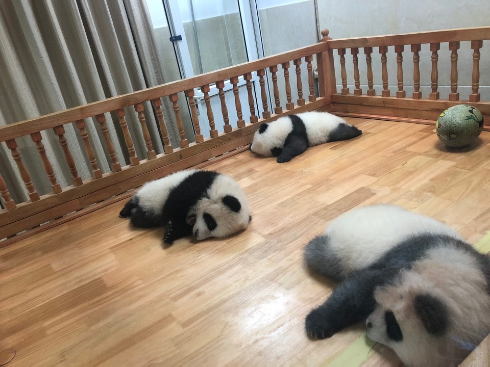 China - Chengdu - 