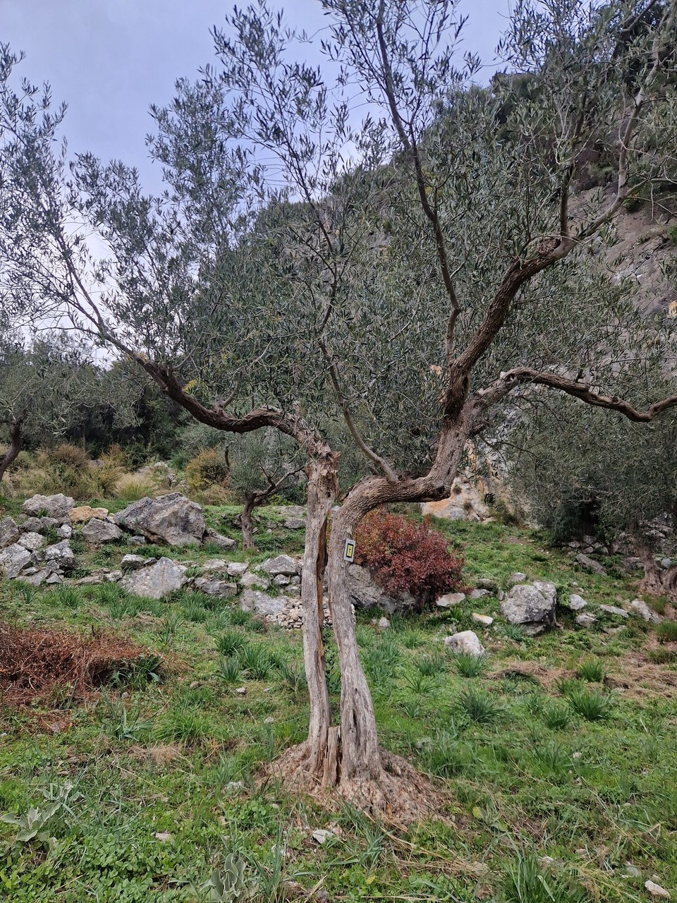 Griechenland - Mystras - 