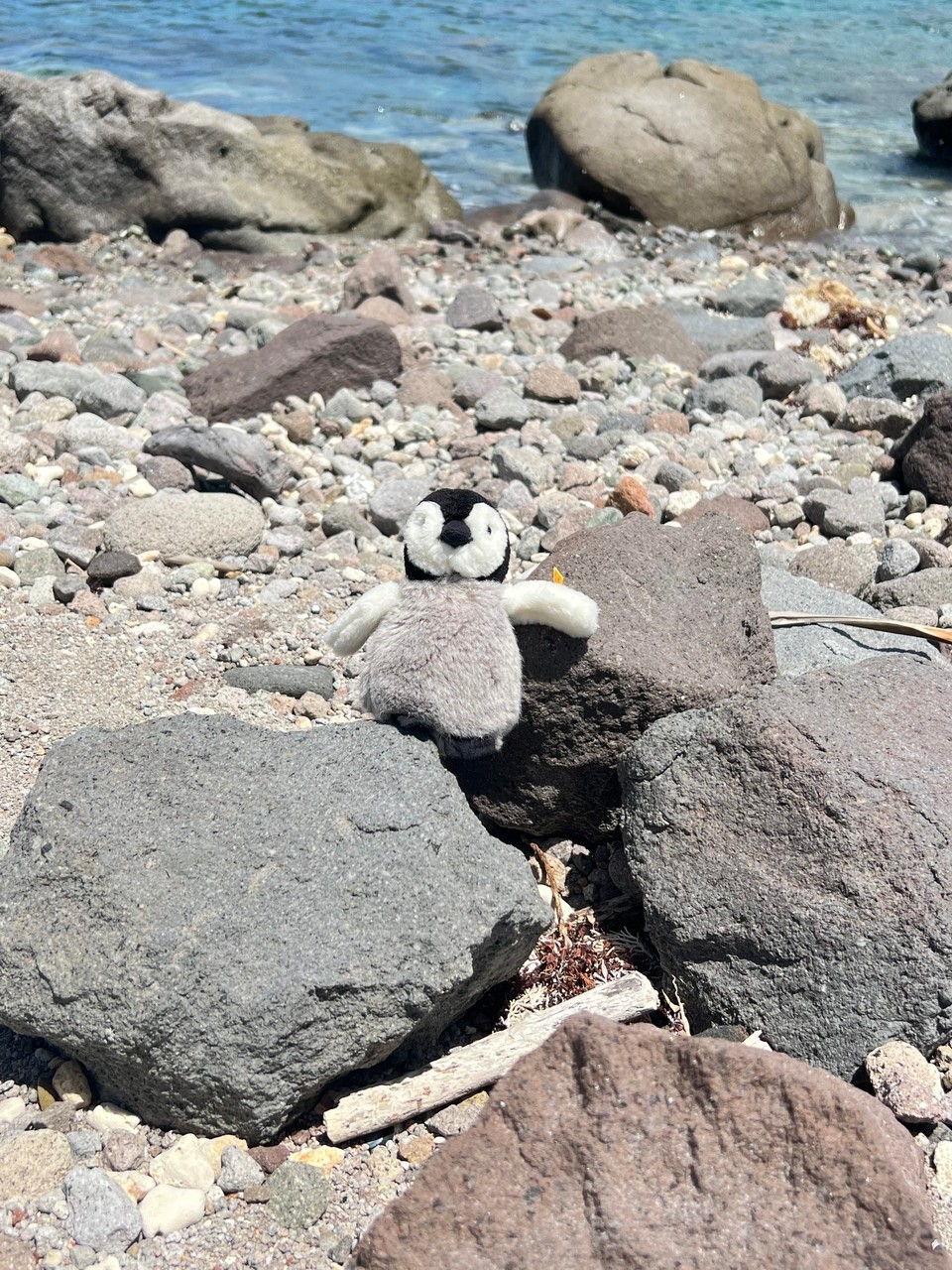 Dominica -  - Fridolin immer dabei. Unser Reisepinguin