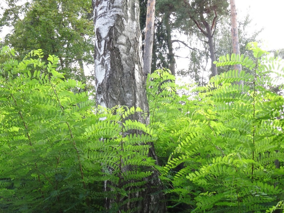 Lettland - Jūrmala - 