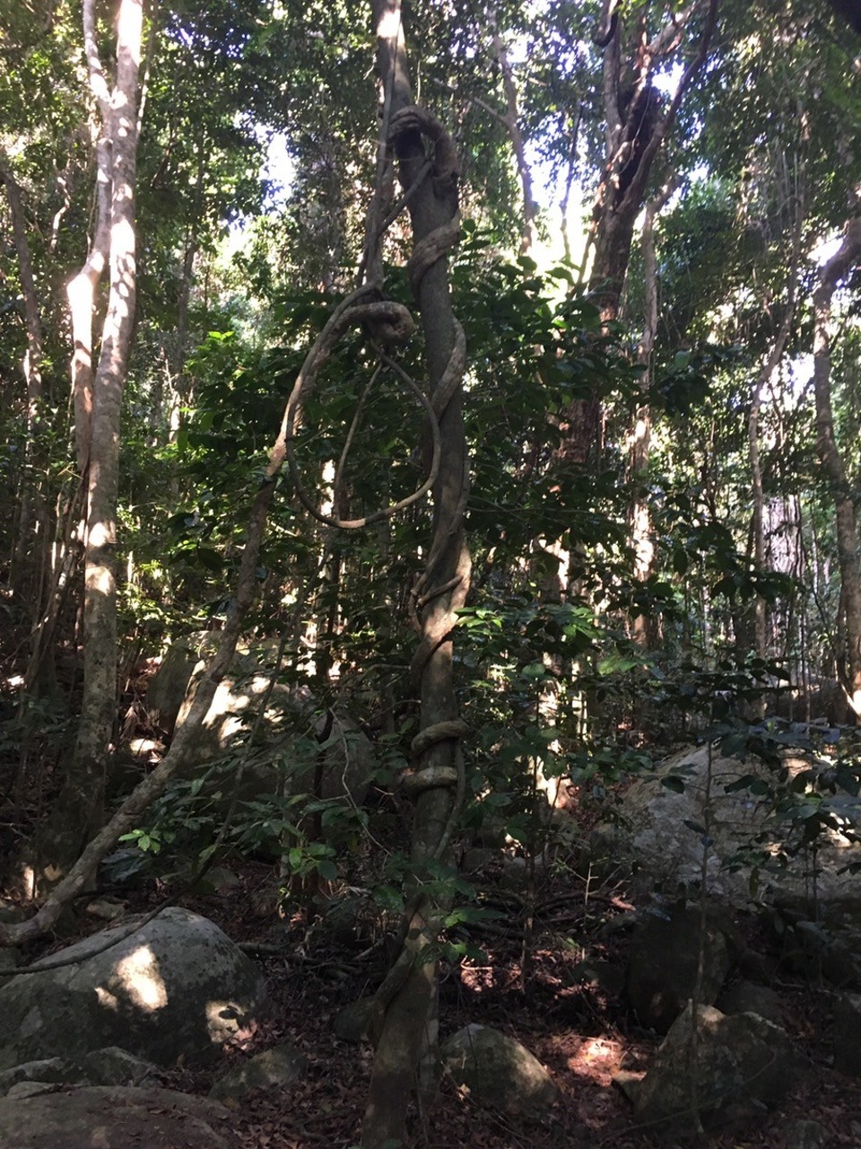 Ausztrália - Fitzroy Island - 