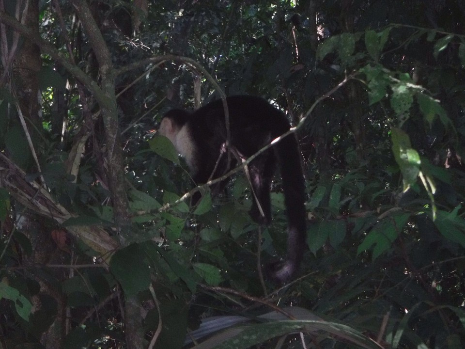 Costa Rica - Parrita - 