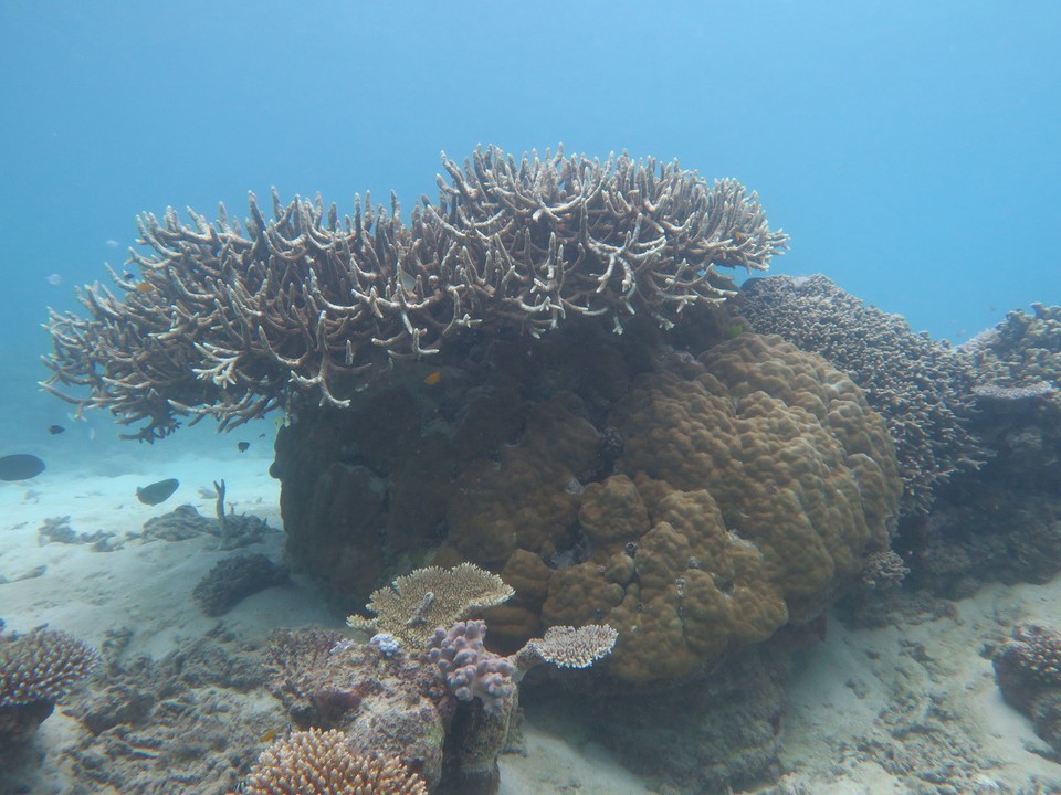 Australia - Cairns City - Corail...par endroit il est superbe, a d'autres on voit que la grande barriere a bien souffert la grande barrière...