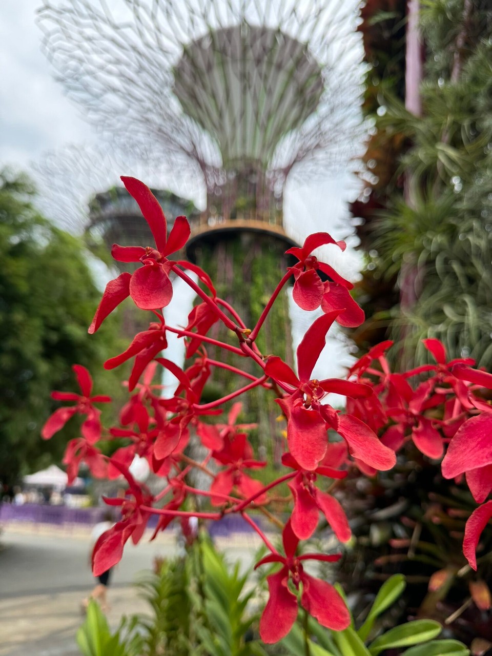 Singapur - Singapur - 