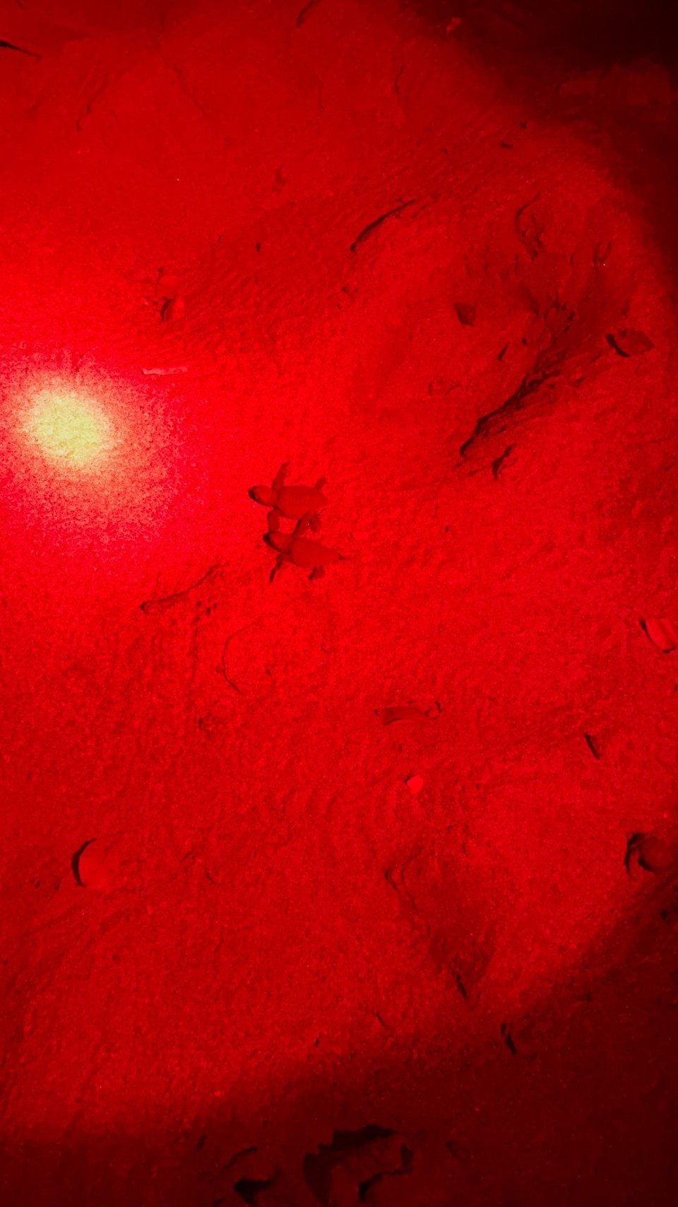 Costa Rica - Playa Grande - 