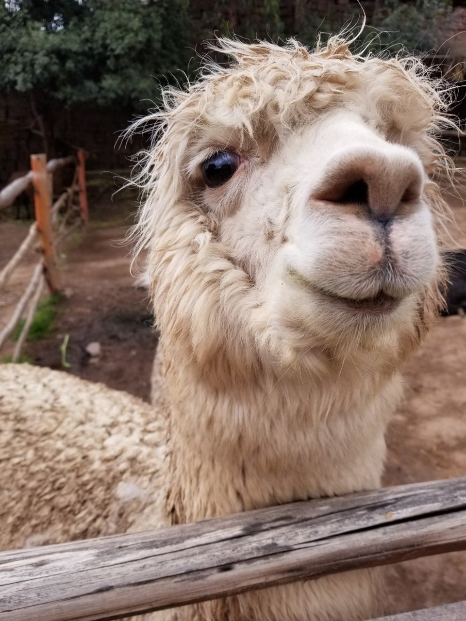 Peru - Taray - 