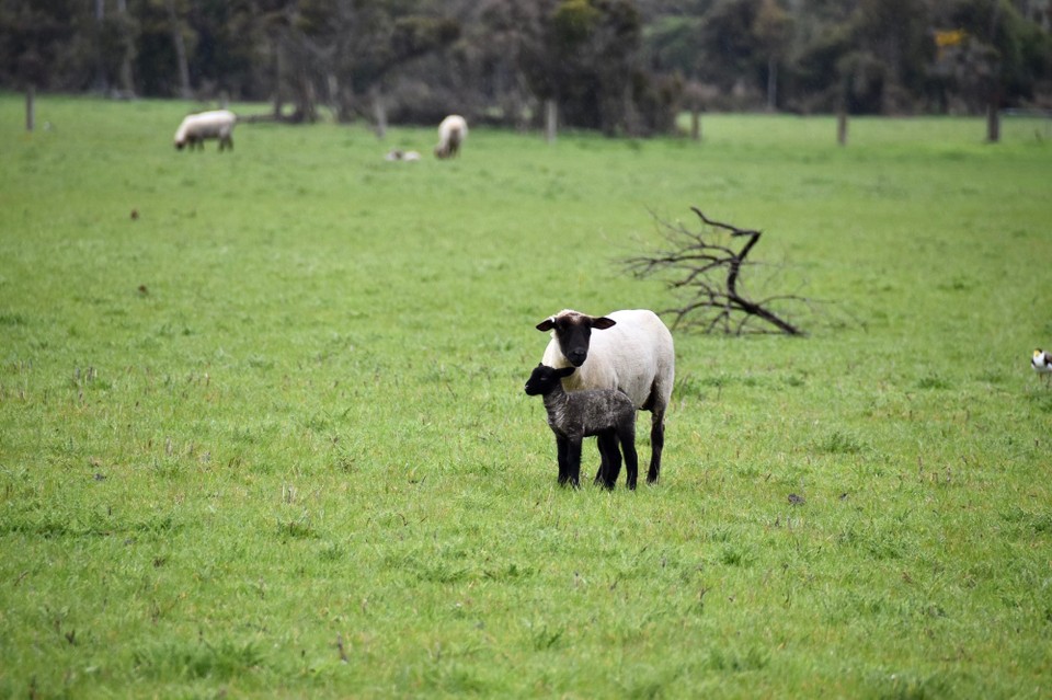 Neuseeland - Owaka - Dafür gibt es hier auch ein schwarzes Schaf 🐑 