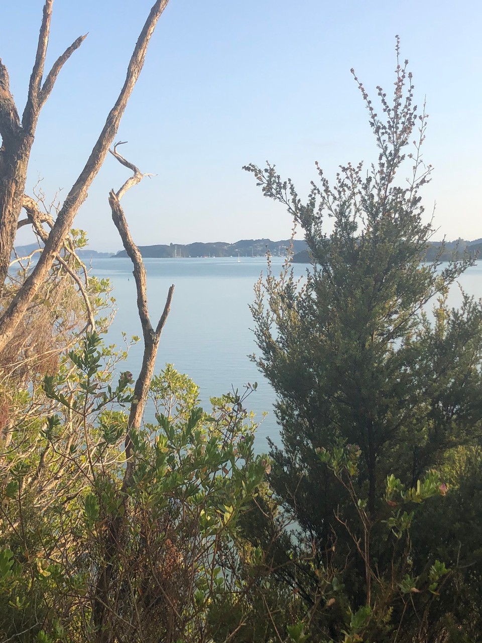 Neuseeland - Paihia - Guten Morgen Bay of Islands 