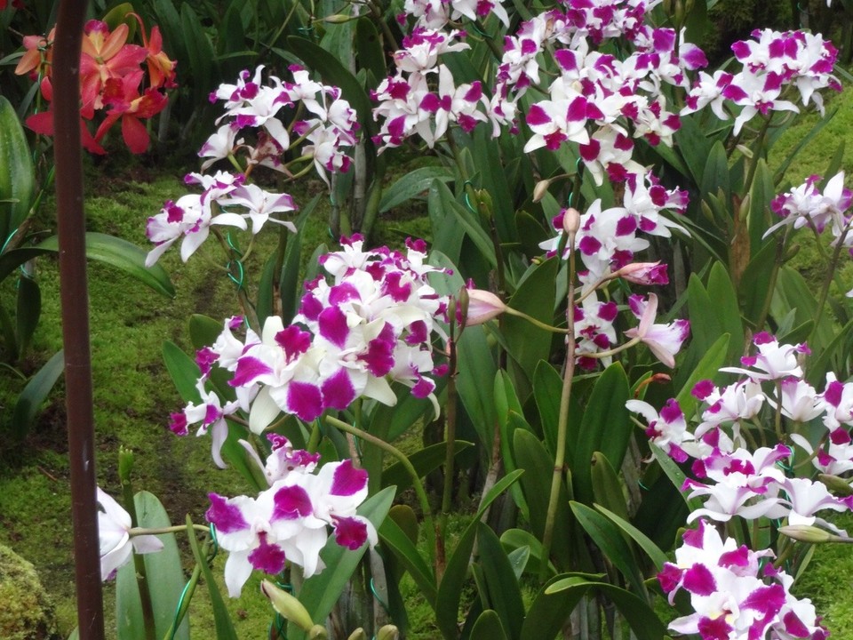  -  - Alle von Siggi Ausgewählt und Fotografiert - Orchideen 