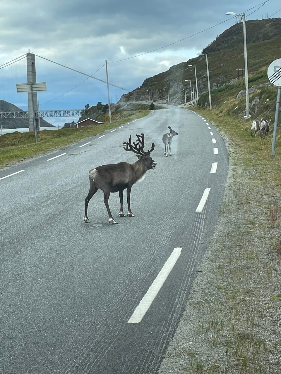 Norwegen - Nordkapp - Und dann stehen die einfach auf der Straße rum 