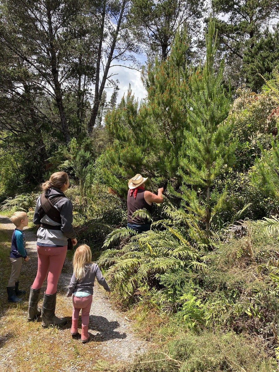 Neuseeland - Harihari - Am Nachmittag wird der Weihnachtsbaum ausgesucht 🤩