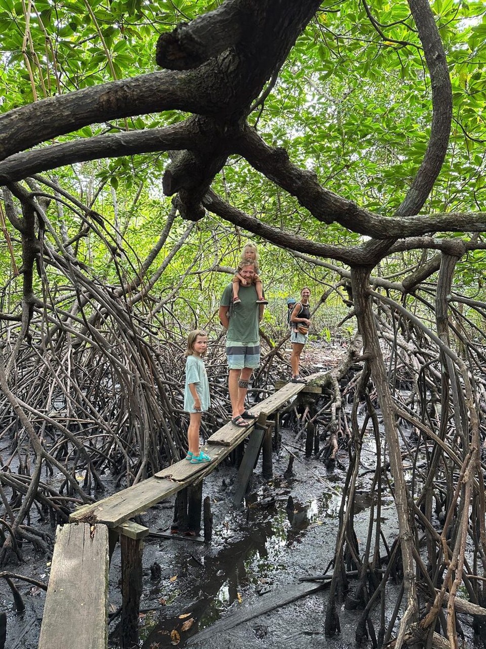 Panama - Bastimentos Island - Walk durch Mangroven.