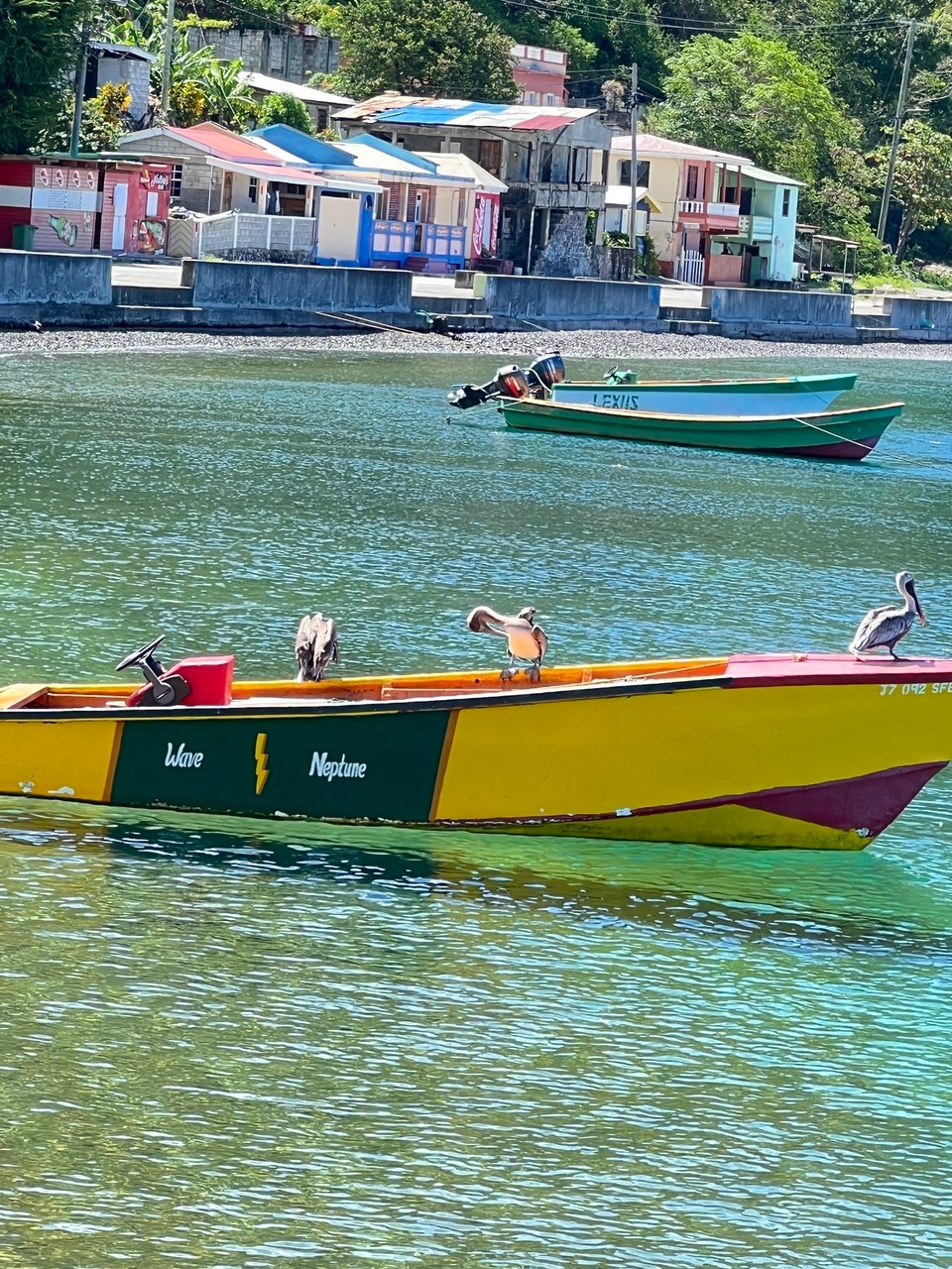 Dominica -  - So schöne Tiere