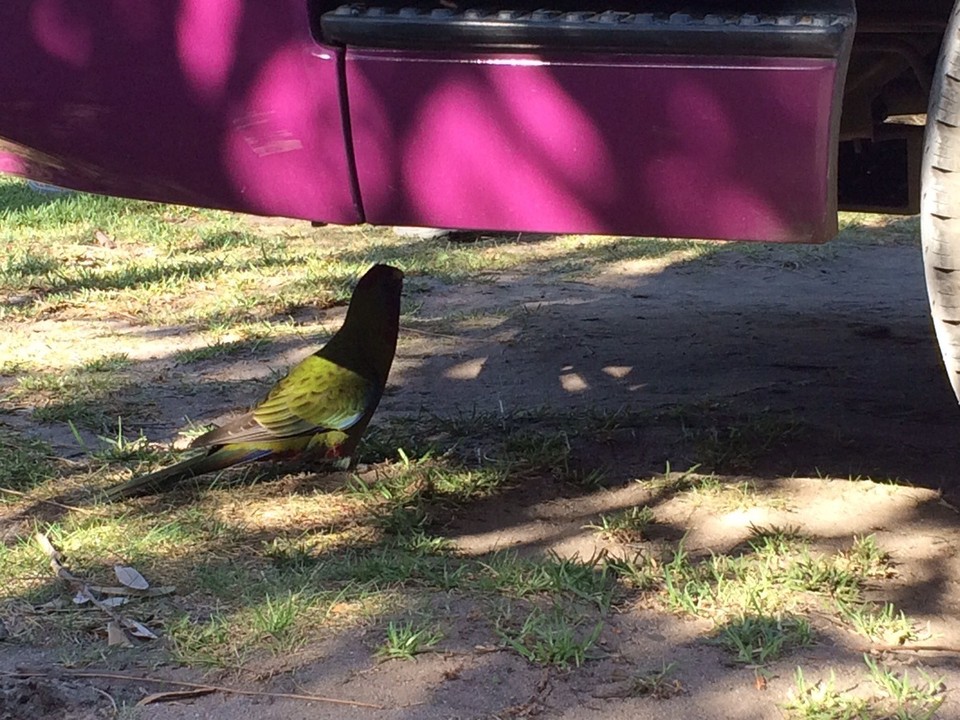 Australia - Tidal River - A little birdy drinking condensed water from the engine. 