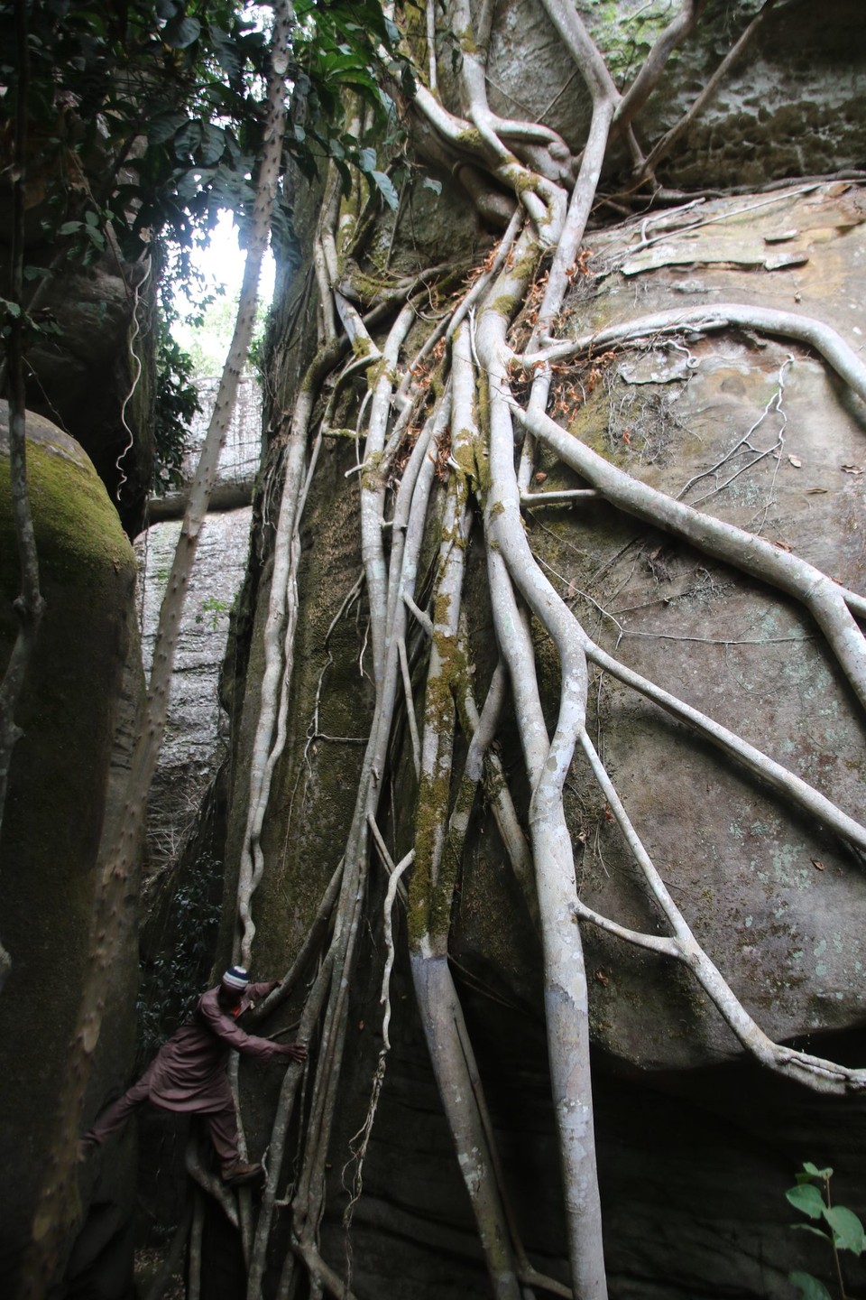 Guinea - Douki - Indiana Jones Tour