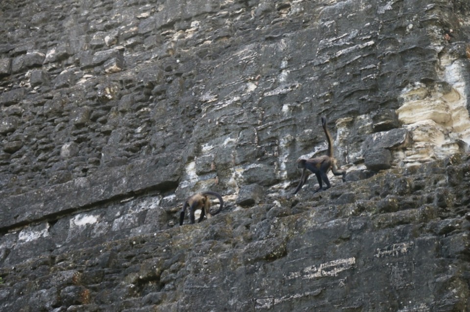 Guatemala - Tikal - Äffchen auf den Pyramiden - die gab's zu Maya's Zeiten natürlich auch noch nicht - der Dschungel kam erst Hunderte Jahre später...