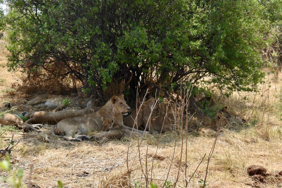 Botsuana -  - Je weiter der Tag voranschreitet, je mehr ist uns das Glück auf den Fersen.
Unter einen Busch können wir eine Löwenfamilie entdecken welche aus 13 Löwen besteht, nur der Chef war nirgends zu sehen.