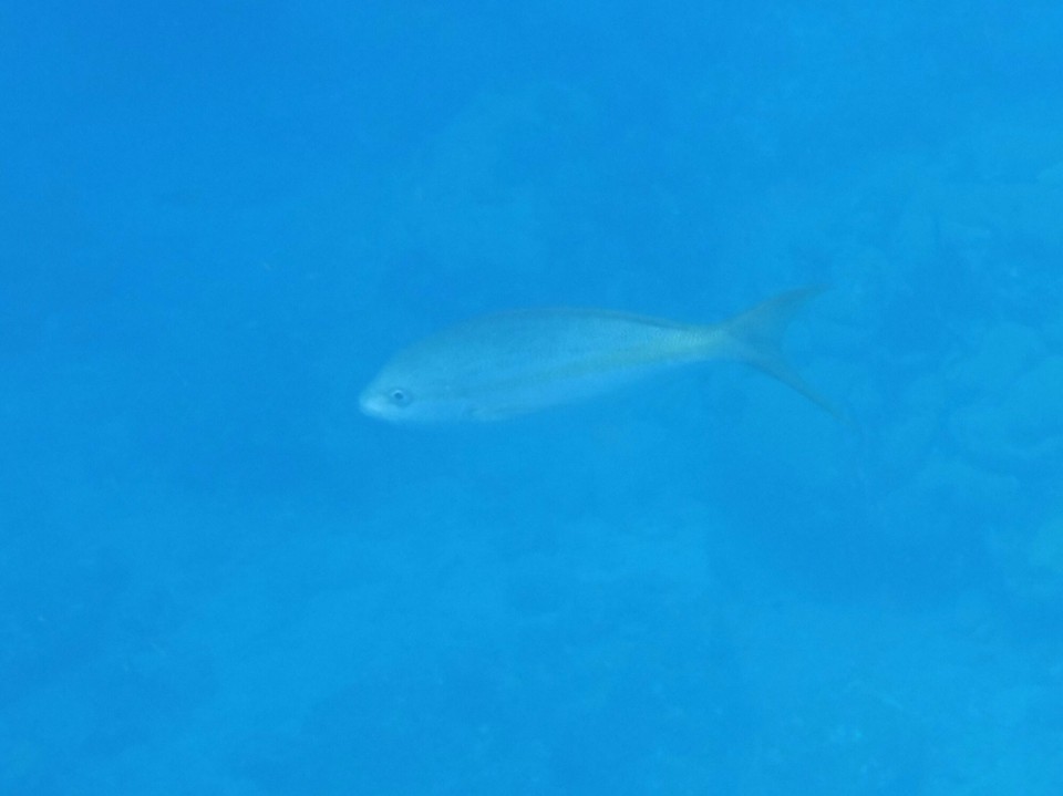 Dominica -  - 