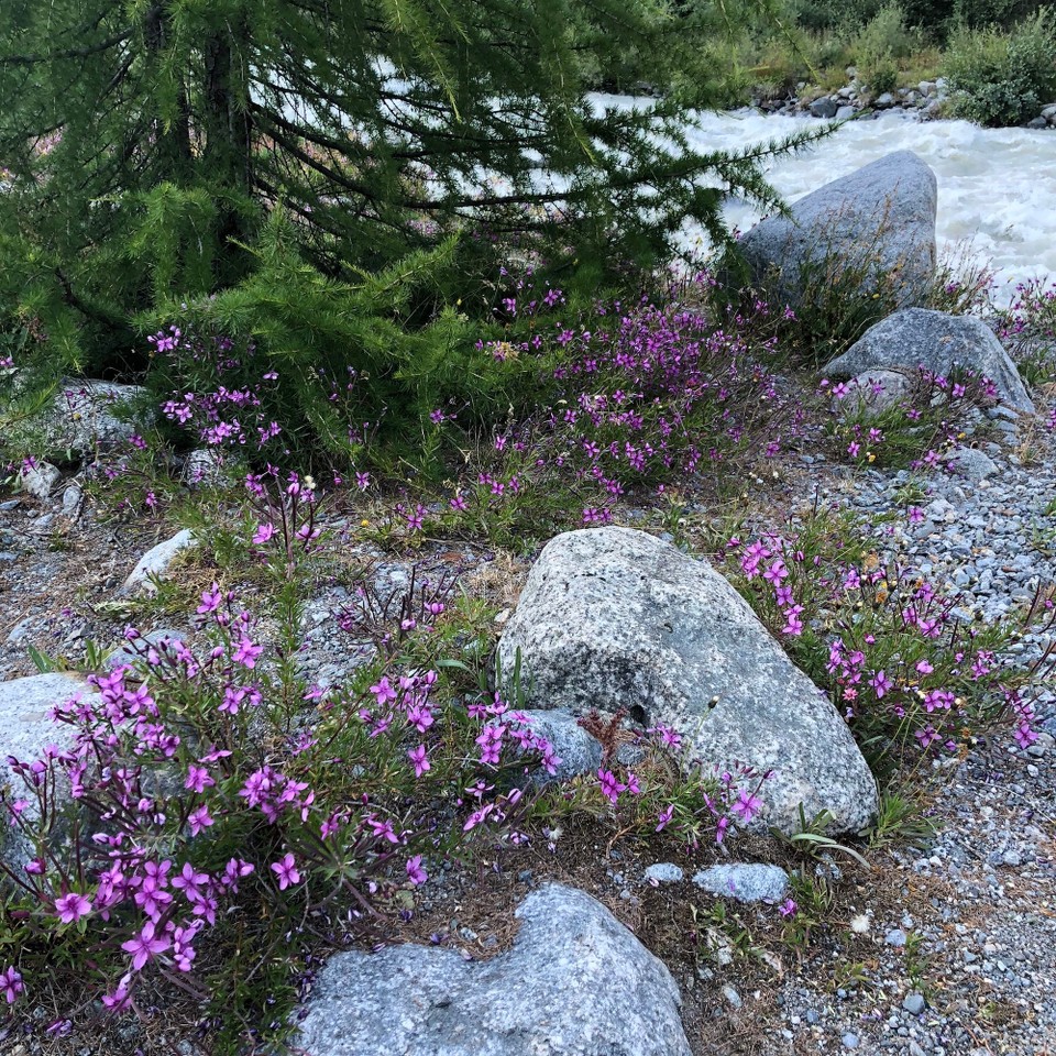 Schweiz - Pontresina - Hier gedeihen Blumen überall