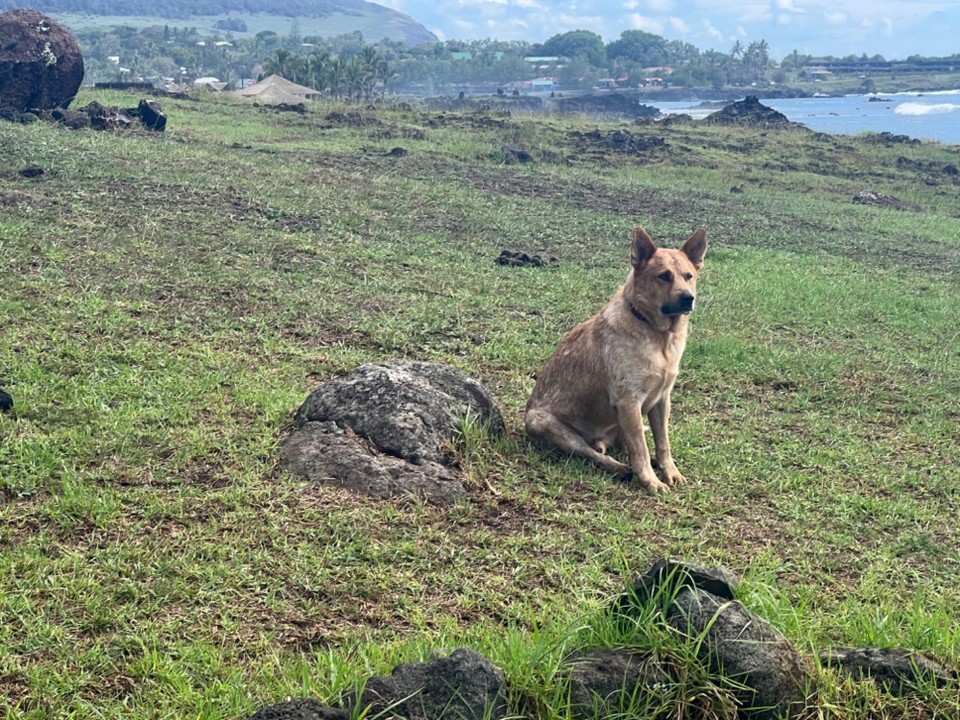 Chile - Easter Island - There were so many stray dogs on the island and all seemed like appointed trustees of the relics