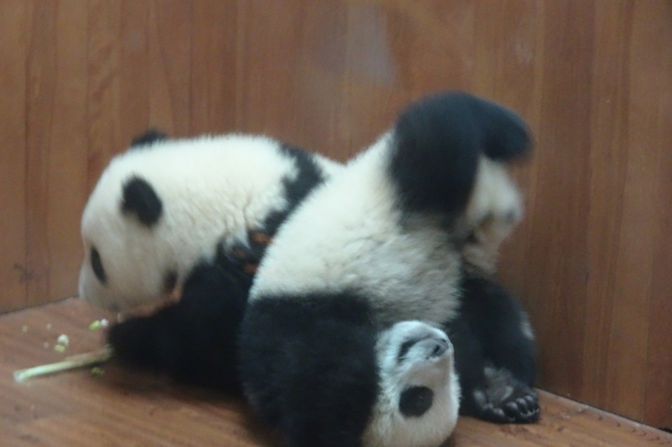 China - Chengdu - 