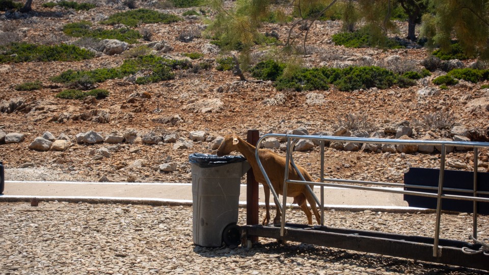 Griechenland - Symi - Den Rest holen sich die Ziegen,