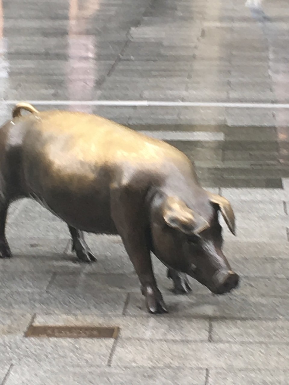 Australien - Adelaide - Ein Messingschwein