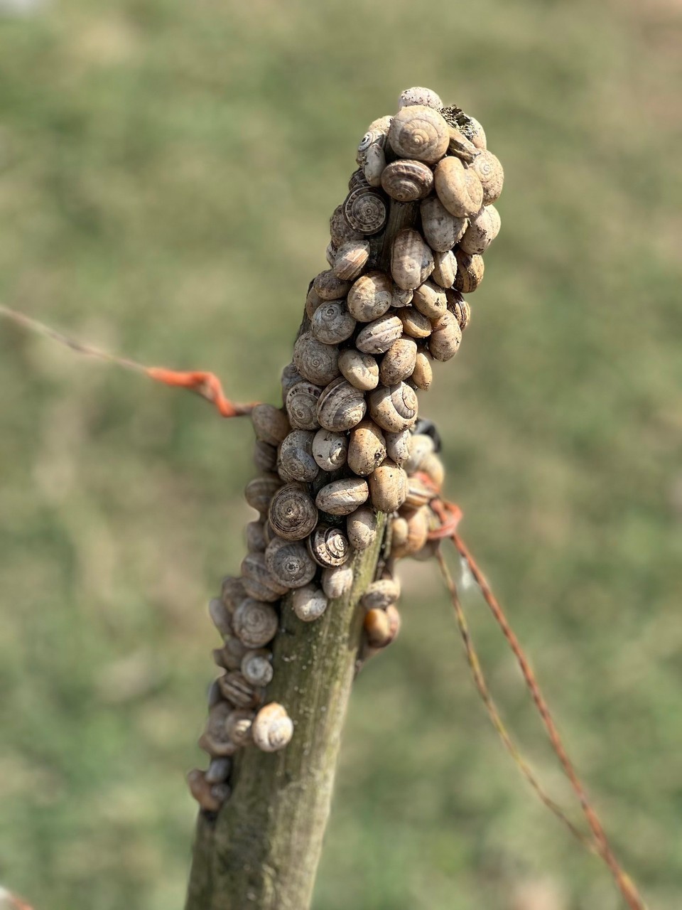 Portugal - Odeceixe - 