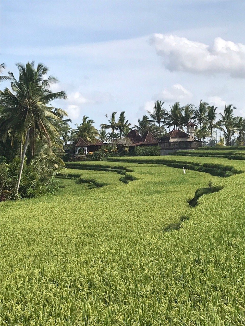 Indonesia - Gianyar - View of the rice fields outside Ubud