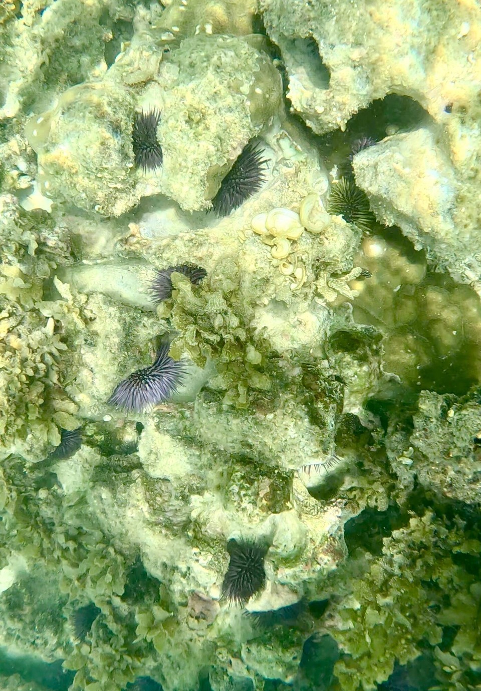 Mauritius - Flic en Flac - Außer einem Picasso Drückerfisch und ein paar Seeigel gab es aber nicht viel zu entdecken.