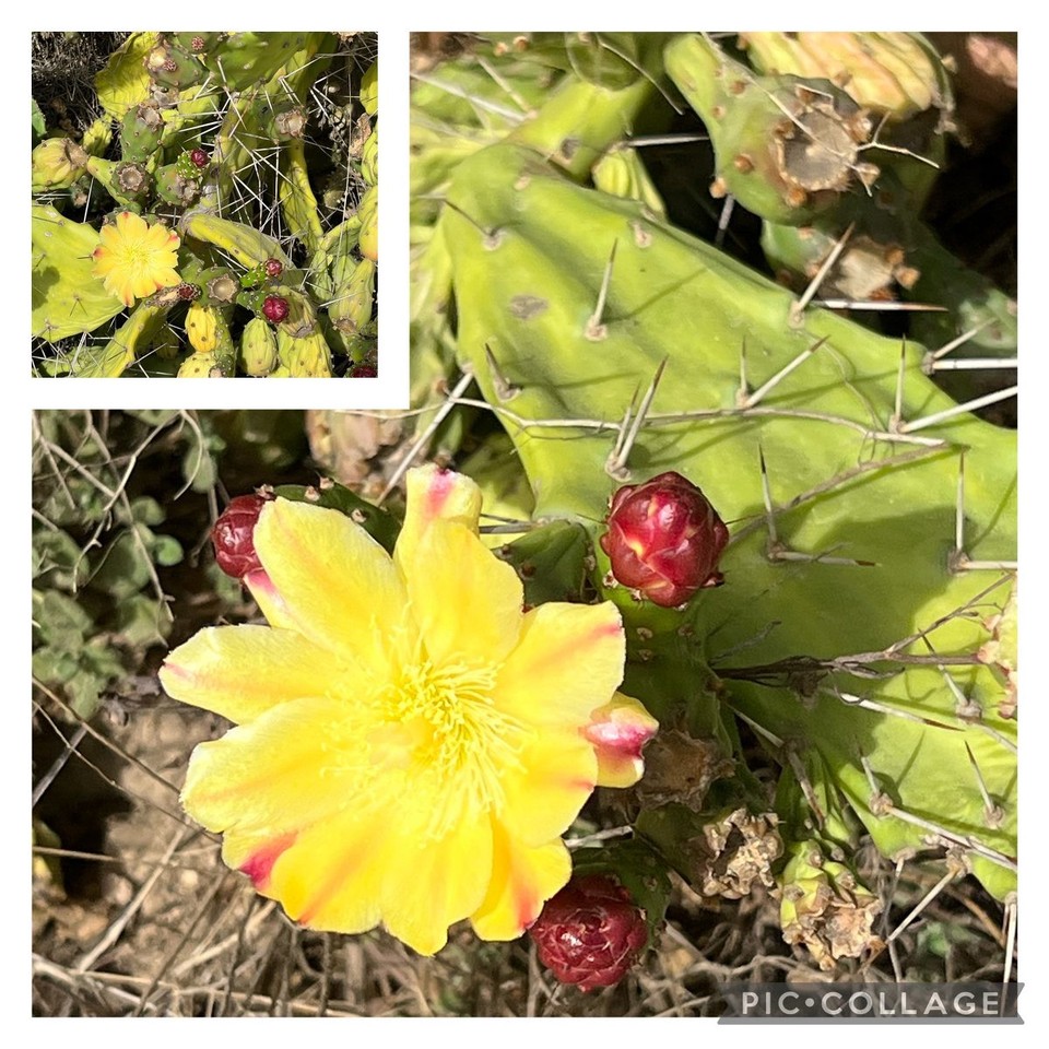 Portugal - São Teotónio - Wegesrandentdeckung … Kaktus mit Blüte & Kaktusfeige! 