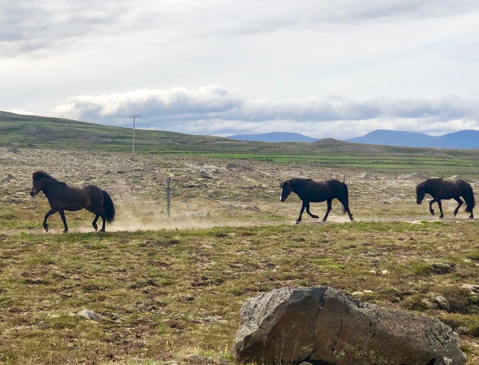 Island - Sveitarfélagið Skagafjörður - Ich mache Bewegungsstudien und taste mich langsam an die Unterschiede der verschiedenen Gangarten heran. Tatsächlich wusste ich schon lange Zeit meines Lebens ganz genau, wie die genaue Fussfolge aussieht und wie die einzelnen Phasen der jeweiligen Gangarten ablaufen. 