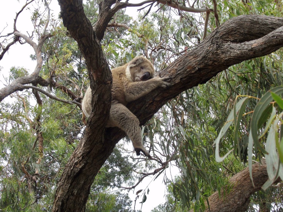 Australien - Raymond Island - ....oder in der Position...