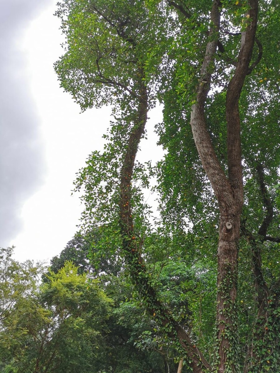 Singapur - Singapur - 