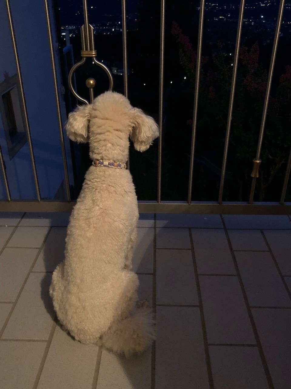 Italien - Schenna - Den Weitblick in die Dunkelheit schweifen 🐩