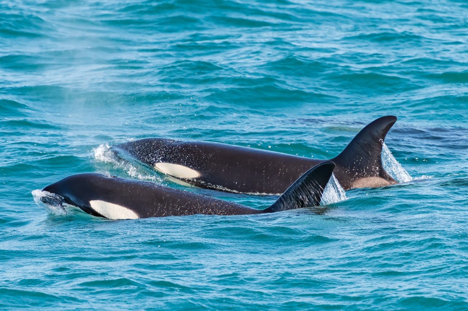 Neuseeland - Kaikoura Central - 