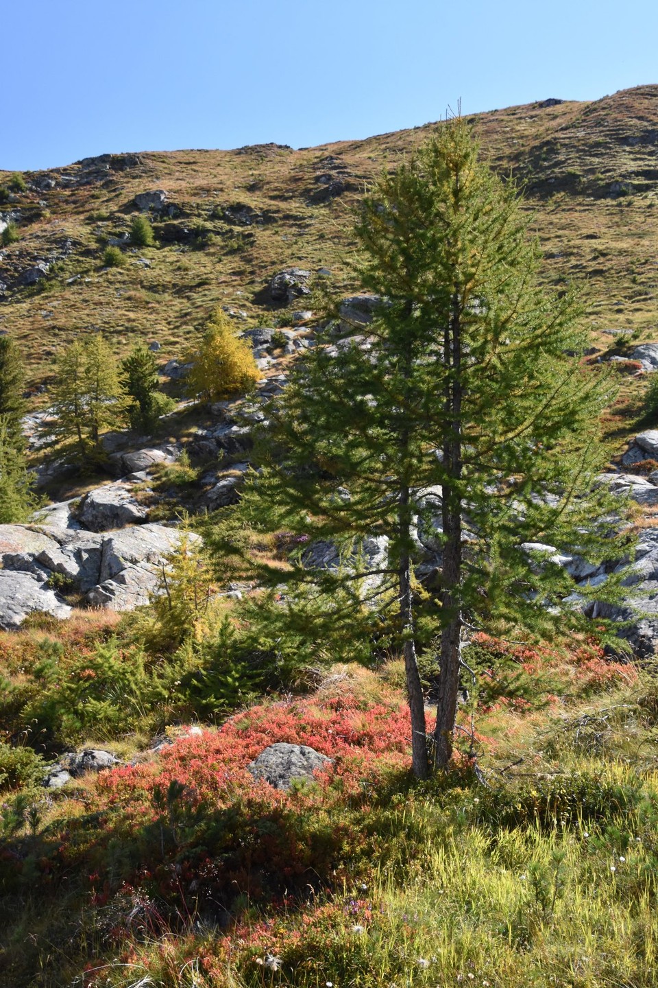 Schweiz - Zermatt - 