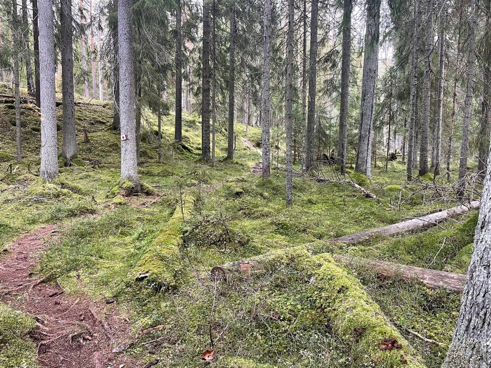 Finnland - Liesjärvi - Wieder wunderschöne Waldpfade (mit vielen Wurzeln auf dem Weg)