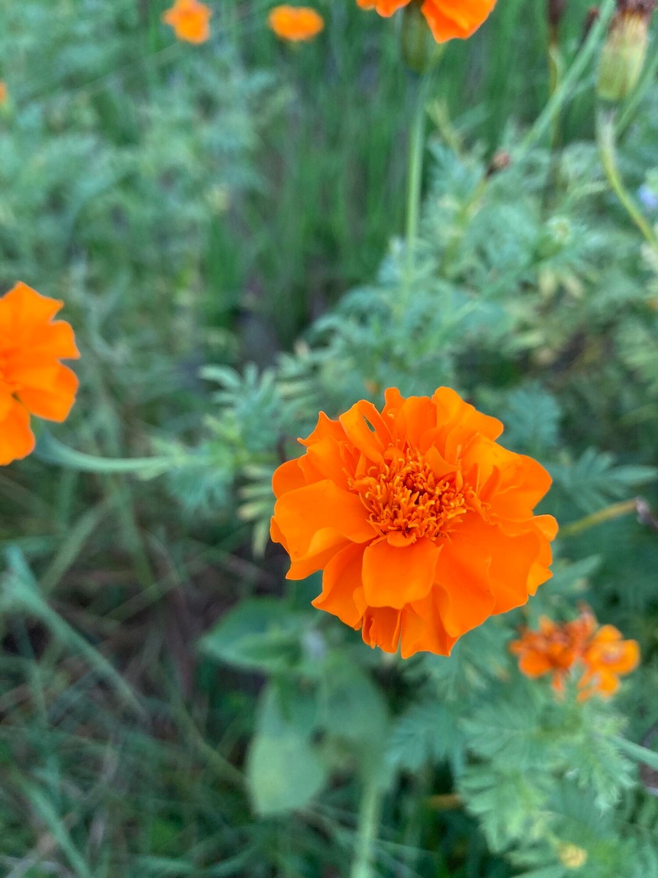 Vietnam - Yen Minh - Beim Abendspaziergang seh ich die hübschen am Wegesrand 🤭