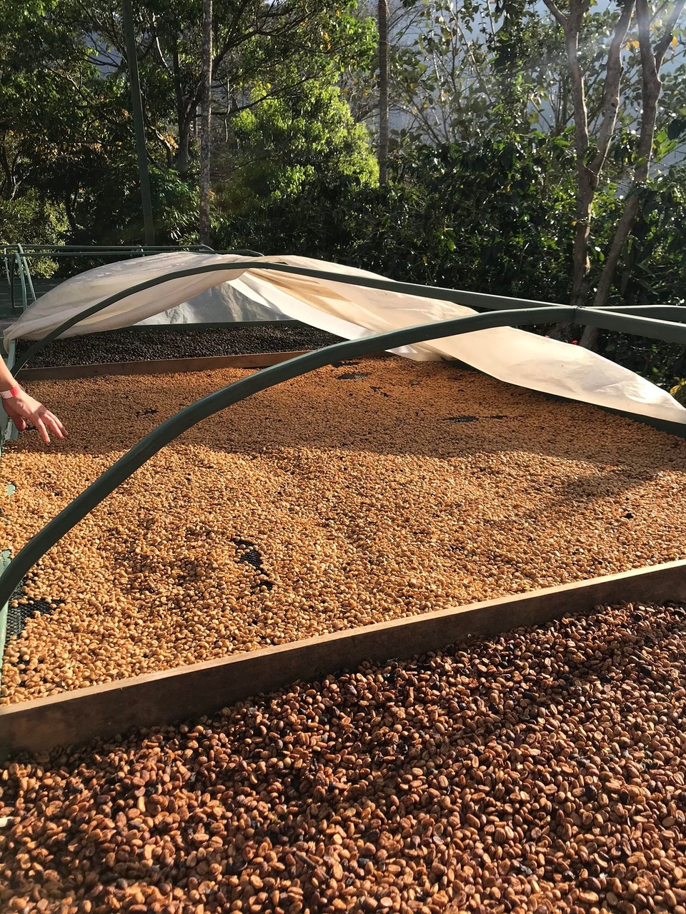 Costa Rica - San José - hier wird der Kaffee traditionell getrocknet