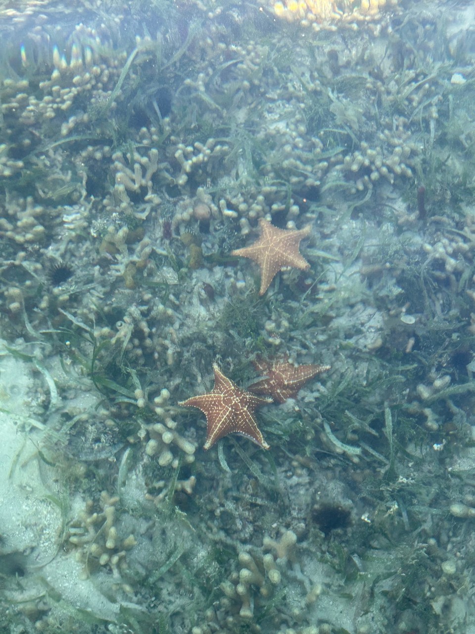 Panama - Provinz Bocas del Toro - 