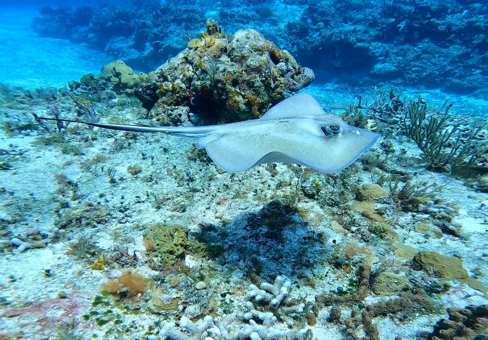 Mexiko - Cozumel - 