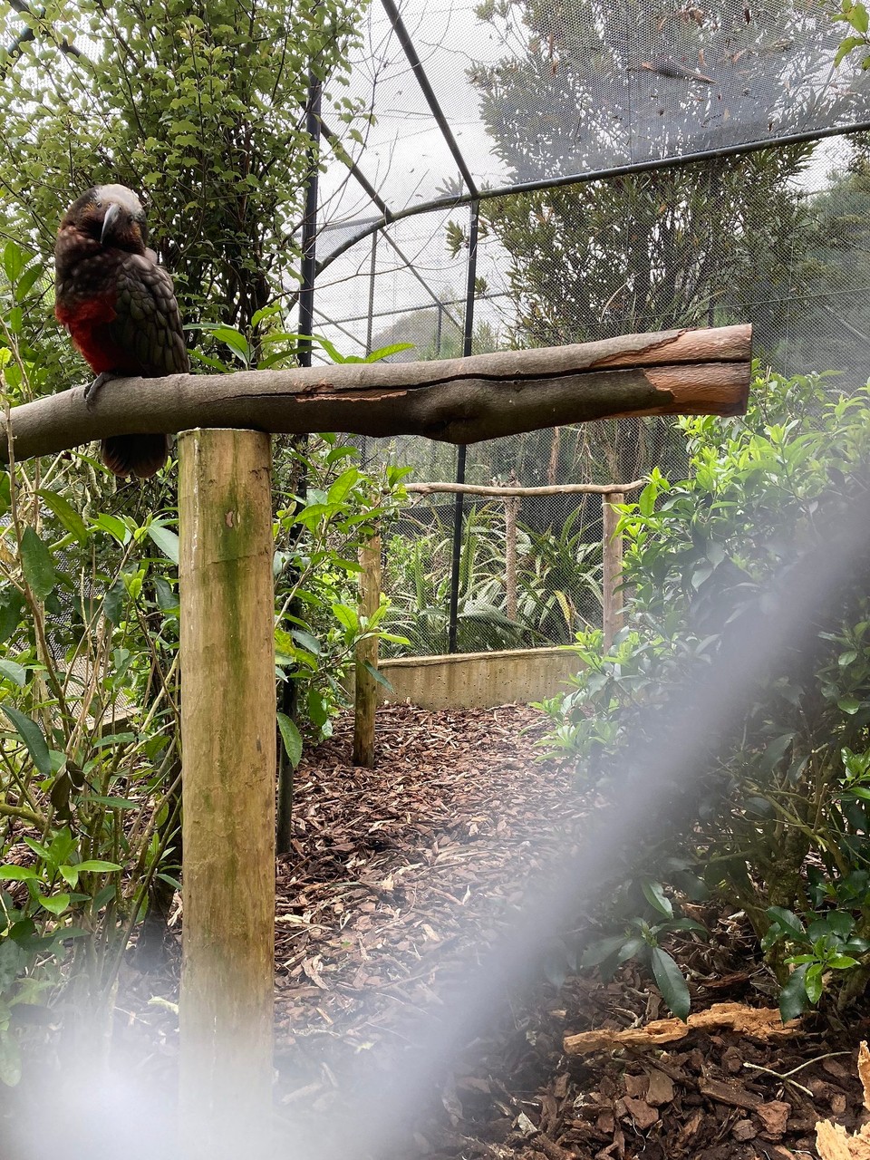 Neuseeland - Dunedin - Neben den ganzen Pflanzen gibt es auch Vogelkäfige, darin wird gebrütet um die Tiere später wieder auszuwildern - hier ein Kaka. Scheint zu denken: was kuckst du 🤪