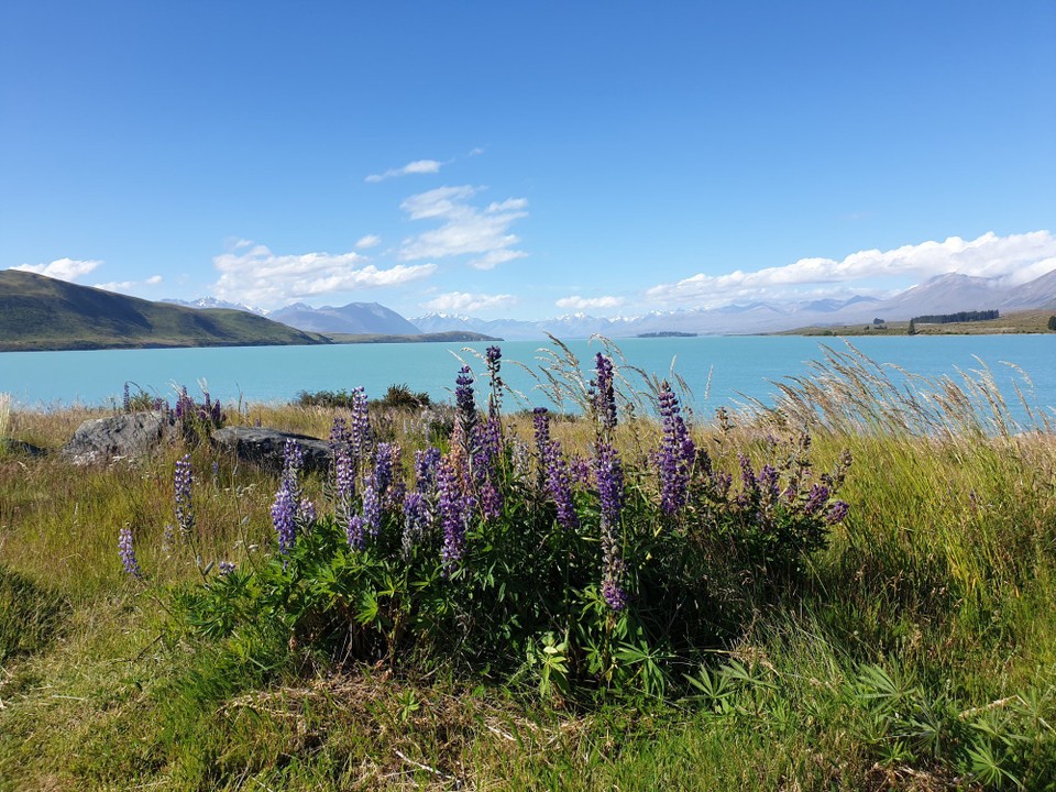 Neuseeland - Lake Tekapo - 