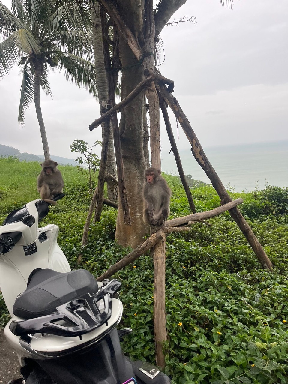 Vietnam - Da Nang - 