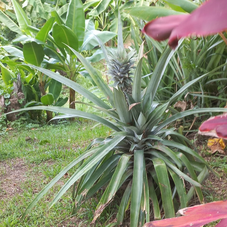 Papua-Neuguinea - Rabaul - Ananas.
