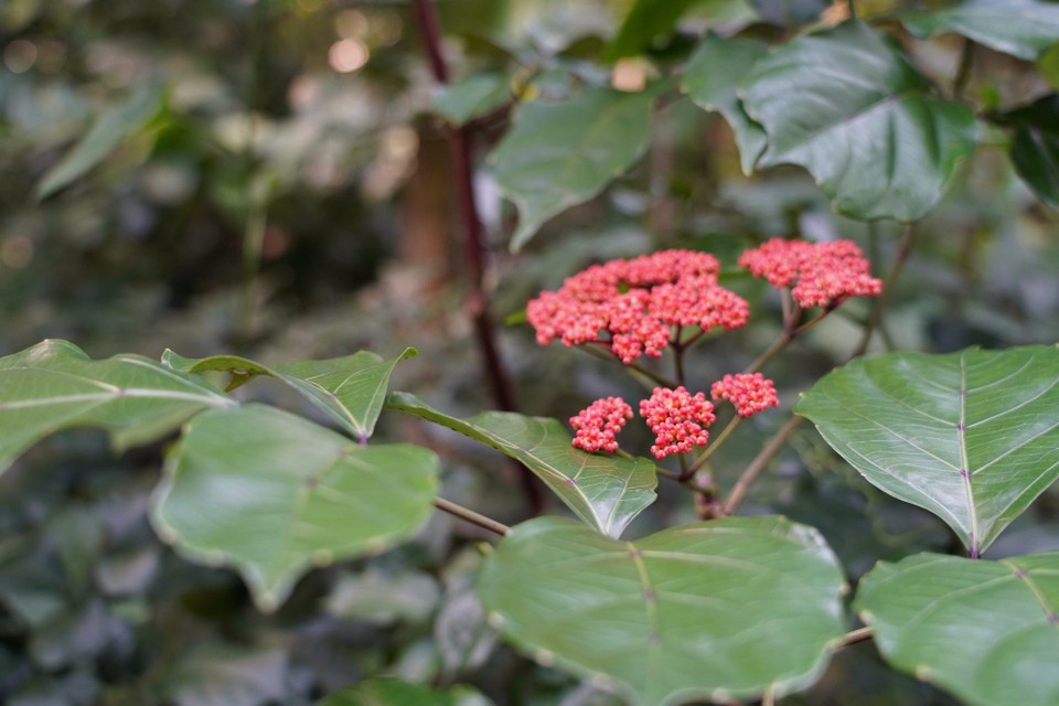 Madagaskar - unbekannt - 